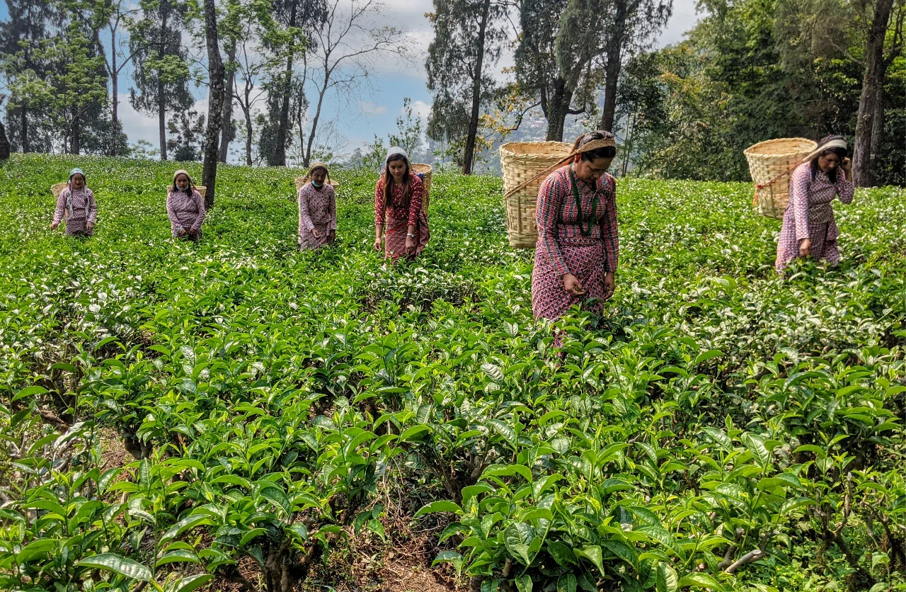 Scenic Tea Estate