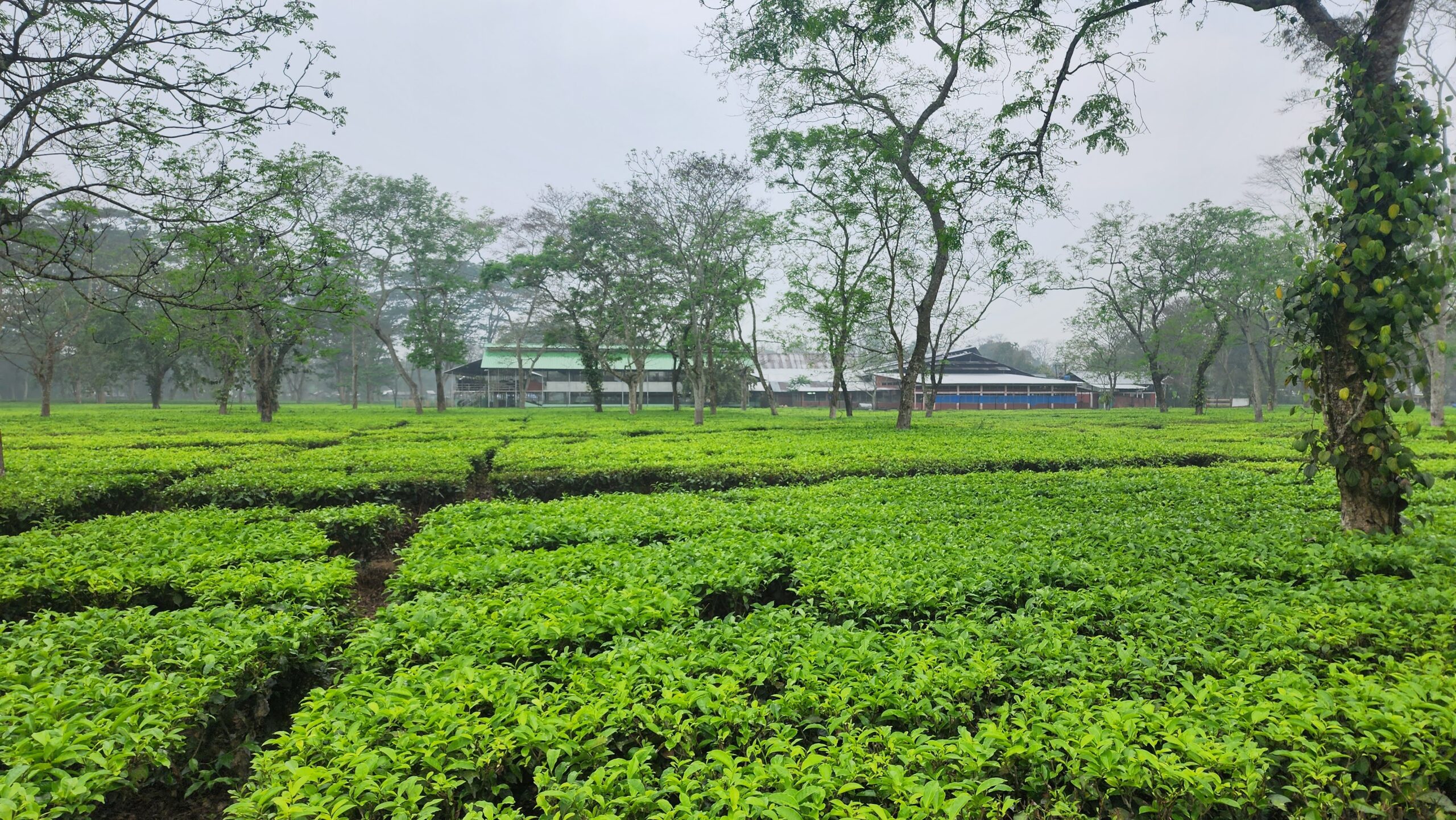 Bahani Estate 5