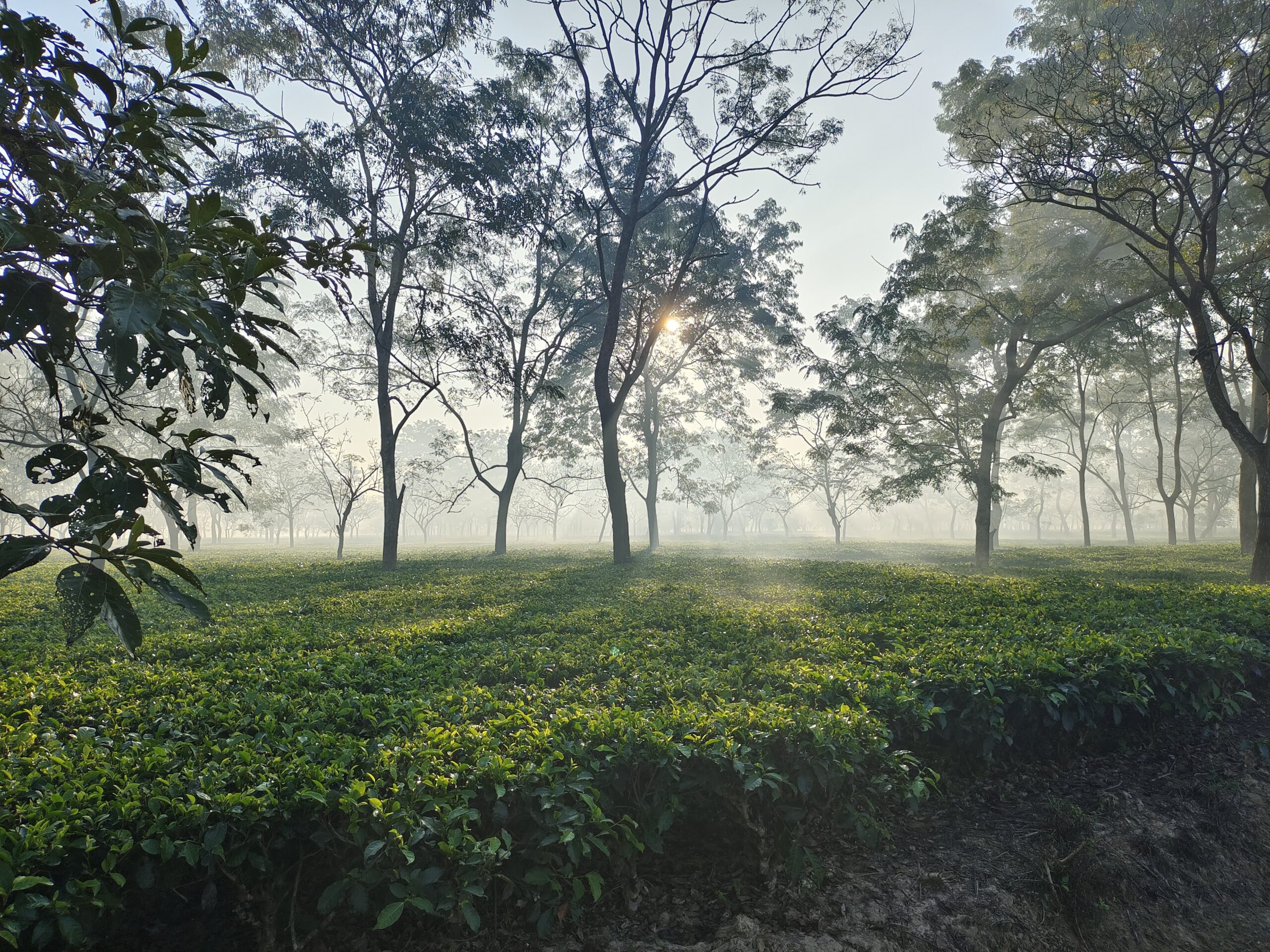 Premium tea experience since 1938